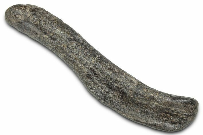 Juvenile Hadrosaur (Hypacrosaurus?) Humerus - Montana #335928